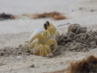 Martinique Crabe des cocotiers