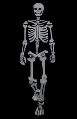 Stylized Skeleton Illustrations