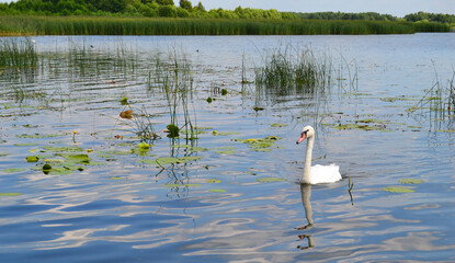 Graceful white Swan swimming in the lake, swans in the wild. Portrait of a white swan swimming on a lake. The mute swan, latin name Cygnus olor.