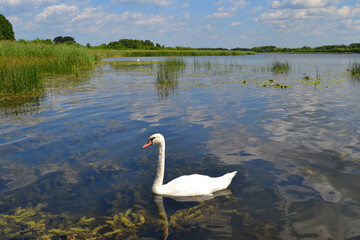 Fototapeta premium Graceful white Swan swimming in the lake, swans in the wild. Portrait of a white swan swimming on a lake. The mute swan, latin name Cygnus olor.