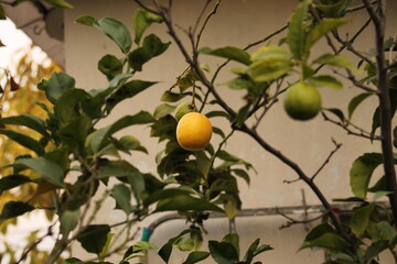 different fruits of oranges on a tree