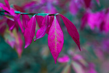 Burning Bush close up. Fiery red euonymus leaves. Ornamental plant in the garden. Autumn background with pink leaves