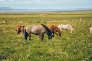 Iceland wild horse