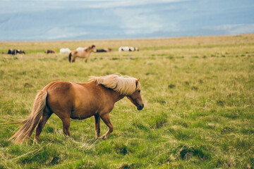 Naklejka na ściany i meble Iceland wild horse
