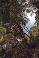 Obraz na płótnie Canvas Trees growing on a slope at an angle