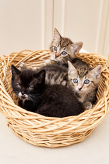 trois chatons dans un panier en osier 