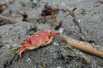 Dead Crabs on the sand .beach, Washington Coast