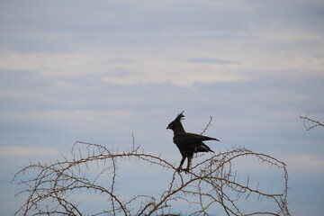 eagle on a branch