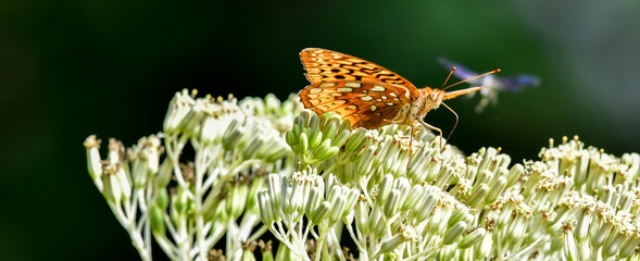 butterfly on a flower © BradleyWarren