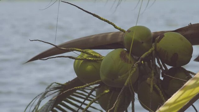 Detalle cocos verdes en palmera con laguna de fondo. Pie de la Cuesta, Acapulco, México.