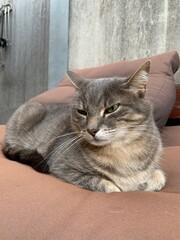 Hauskatze / Kater - Katze getigert mit grau braun Fell sitzt auf Sofa