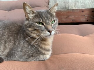 Hauskatze / Kater - Katze getigert mit grau braun Fell sitzt auf Sofa