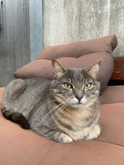 Graue getigerte Katze / Kater - Hauskatze auf braun violettem Sofa