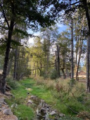 path in the woods