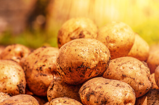 Potatoes in the ground harvesting. potatoes on a background of field