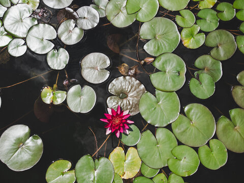 Lily Pad Top View Images Browse 526 Stock Photos Vectors And Video Adobe Stock