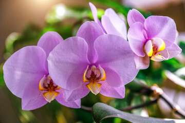 Beautiful tropical orchid flowers. Purple Wanda orchids at the orchid farm. Isolated on a green background. Space for text
