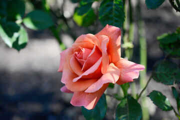 pink rose in a public garden