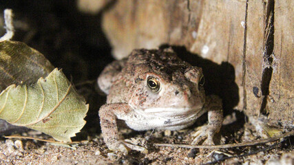 frog on a leaf