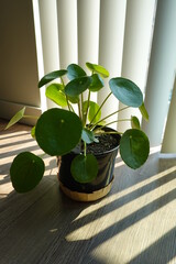 Pilea peperomioides, The Chinese money plant or missionary plant, is a species of flowering plant in the nettle family Urticaceae, native to Yunnan and Sichuan provinces in southern China.