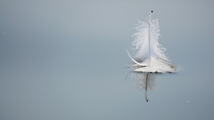 Feather floating on the water. Lost of a birds feather suit, abandoned and alone. Light and weightless.