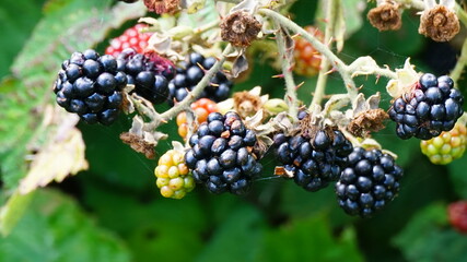 Blackberries on a blackberry bush. fruit in nature ripe for picking. Find food naturally.