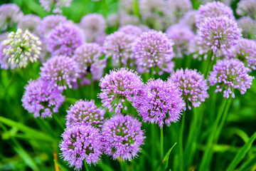 flowers in the garden