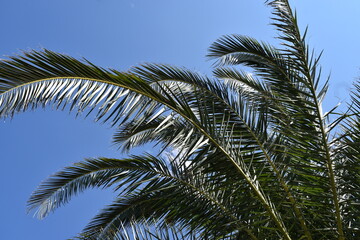 Fototapeta na wymiar Palm Tree Leaves Against Blue Sky