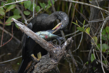 Anhinga catches a fish and.kills it.