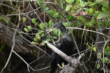 Anhinga catches a fish and.kills it.
