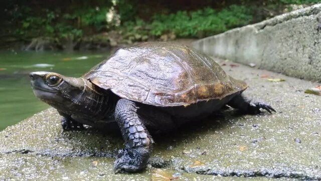 池の辺りを歩く亀　　クローズアップ