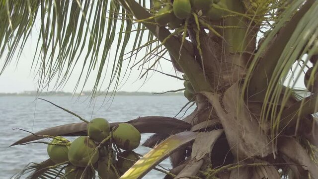 Paisaje de laguna de Coyuca con palmera de cocos en primer plano. Pie de la Cuesta, Acapulco Guerrero, M&eacute;xico.