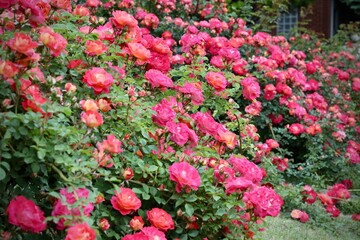 Fototapeta premium 満開のバラ