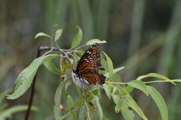 Viceroy Butterfly on a wildflower in the swamp