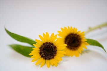 Obraz premium 白バックに小輪のヒマワリの花