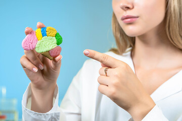 Brain model in hands of woman. Miniature model of brain in doctor's hand.  doctor points finger at him. Concept - study of brain and central nervous system. Study of human central nervous system.