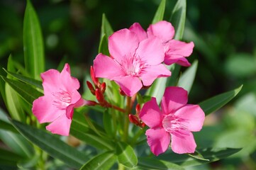 Obraz na płótnie Canvas pink nerium oleander flower in nature garden