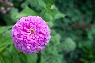 Pink Zinnia flower in full bloom in the garden; plant grown from seed