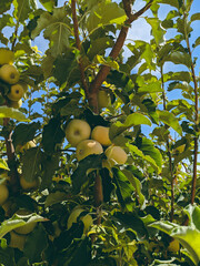 Apple tree