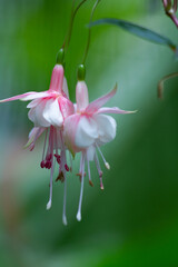 フクシア　バレリーナ　熱帯植物