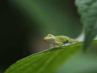 Green Anole on Leaf