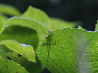 Anole Peeking around leaf