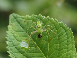 Green Spider on Leaf Eating a Caterpillar