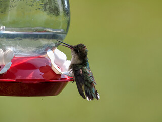 tired hummingbird feeding on feeder
