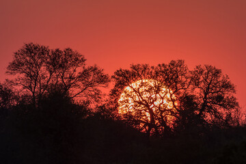Fototapeta na wymiar Sunset in Chobe National Park Botswana