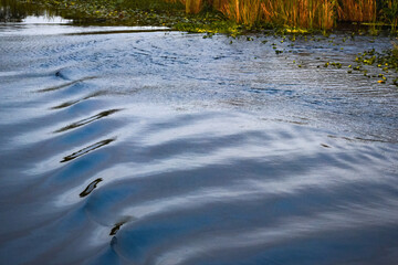 Boat wake ripples in the Florida Everglades water