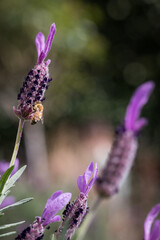 Lavender plant