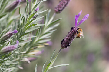 Lavender plant