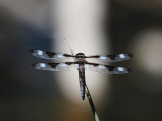 close up of a dragonfly