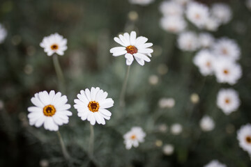 White flowers